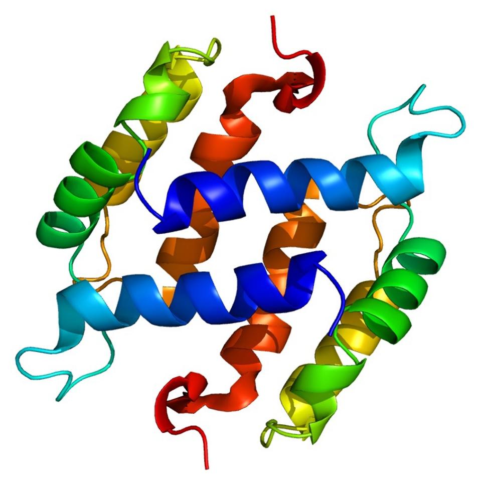 Figure 1: Structure of S100B.
