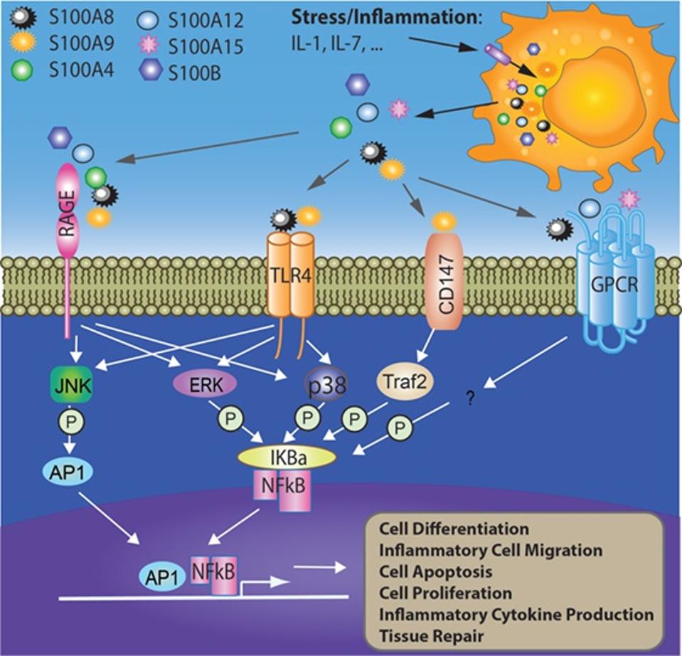Figure 2: S100s can trigger inflammation and other defense mechanisms through multiple pathways.