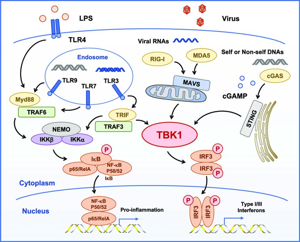 Illustration of the cGAS-cGAMP pathway.