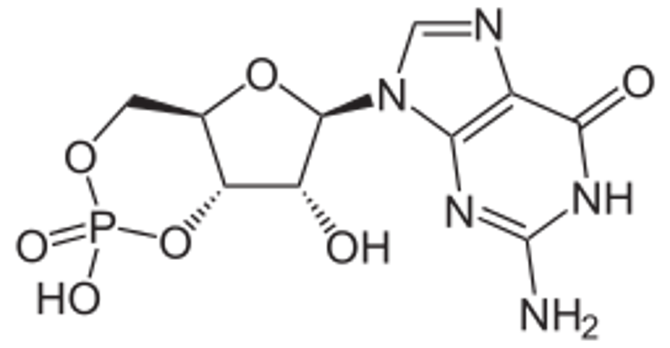Schematic diagram of cyclic GMP- AMP (cGAMP). 