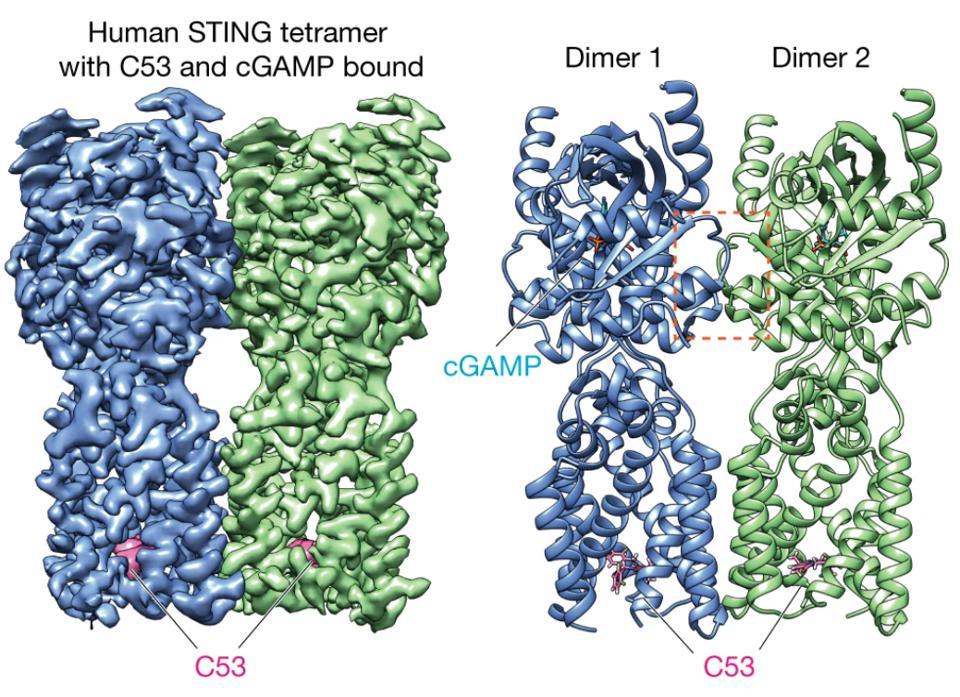 Representation of STING oligomer with both C53 (labeled in pink) and cGAMP (labeled in cyan) bound to the transmembrane domain and ligand-binding domain, respectively.  