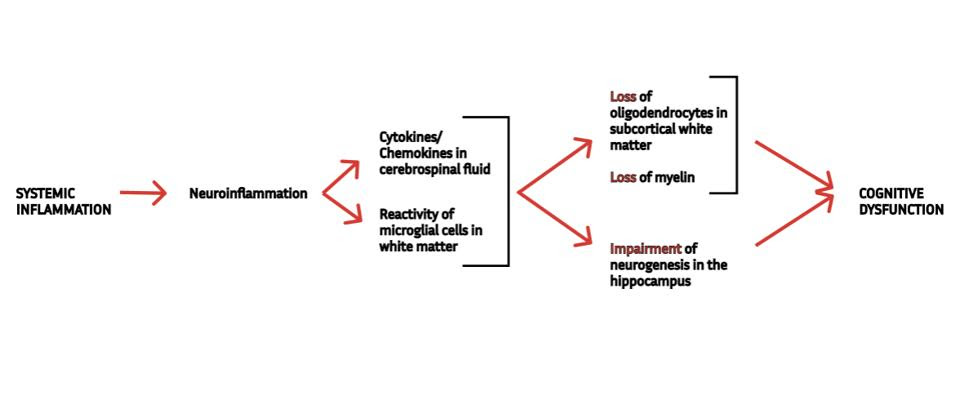 Schematic of the pathway through which general inflammation causes cognitive dysfunction