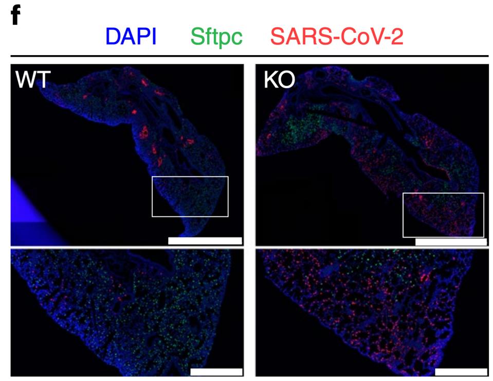 Figure 3: Mice without mucin genes had more severe SARS-CoV-2 infections.