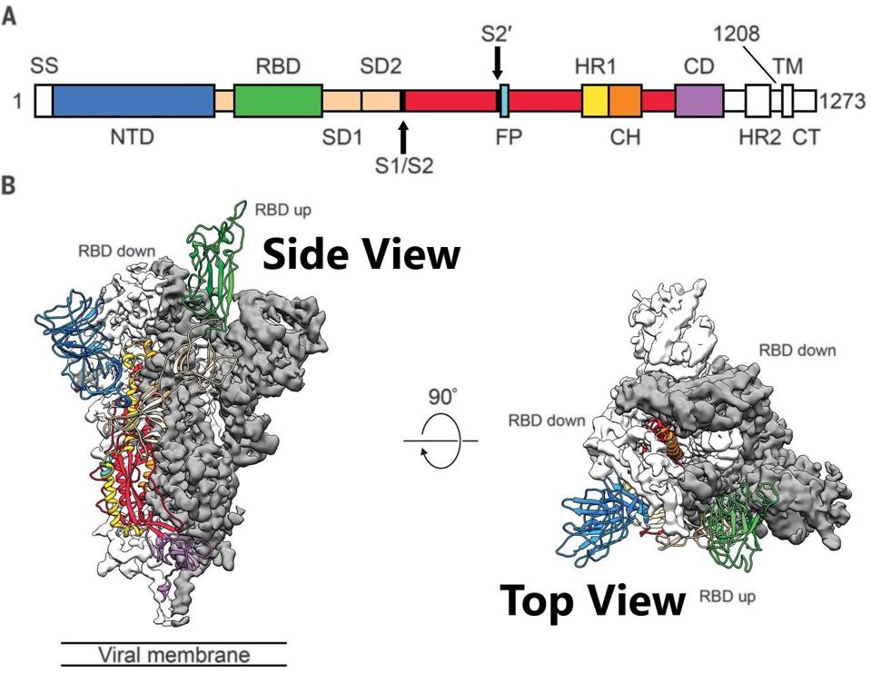 FIGURE 1