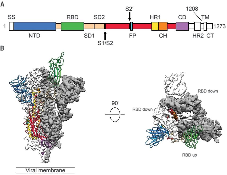 FIGURE 1