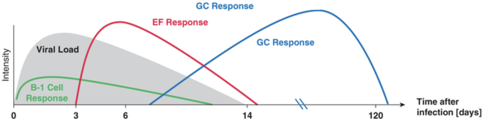 B cell dynamics following influenza infection (schematic diagram) 