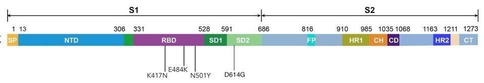Linear representation of the spike protein carrying mutations that the researchers studied: K417N, E484K, N501Y, and D614G. 
