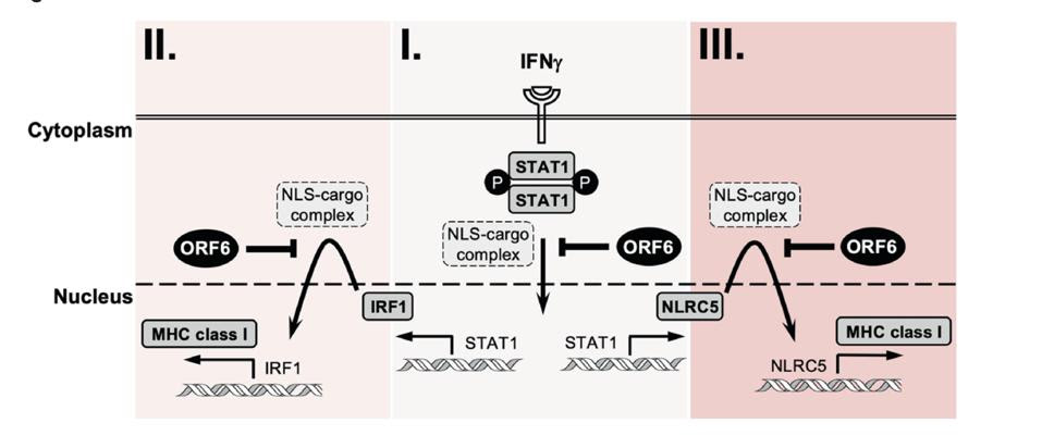 MHC I pathway
