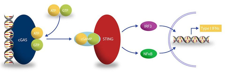 cGAS-STING Pathway