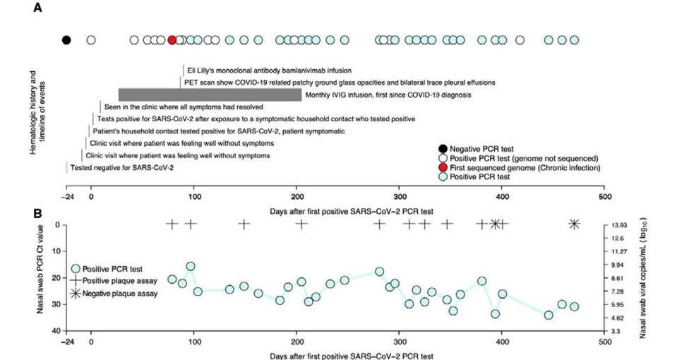 Timeline of chronic infection
