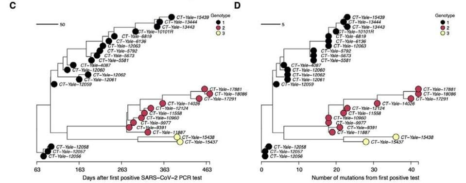 Phylogenetic tree of the three distinct genotypes that emerged during infection