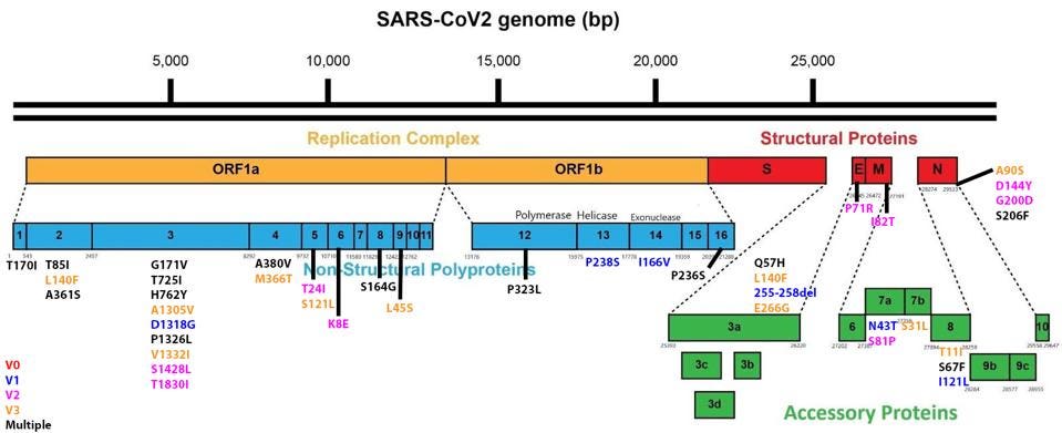 Comparison of the mutations between the three genotypes that emerged during infection