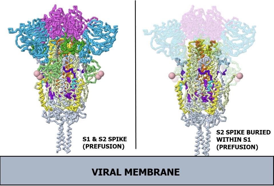 Ribbon diagram of SARS-CoV-2 spike protein. 