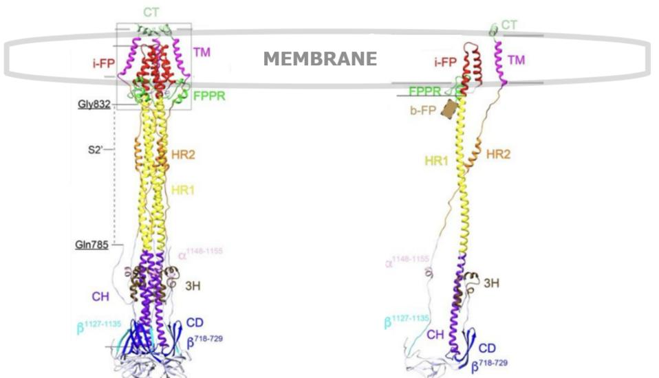 Postfusion structure of SARS-CoV-2 spike protein