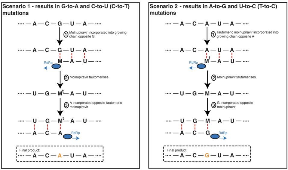 Molnupiravir-mutational-signature