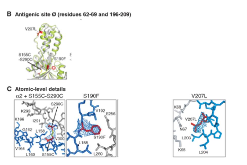 Crystal structures of RSV F trimers, engineered to preserve antigenic site Ø