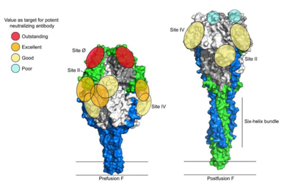 RSV surface representatin of glycoprotein F