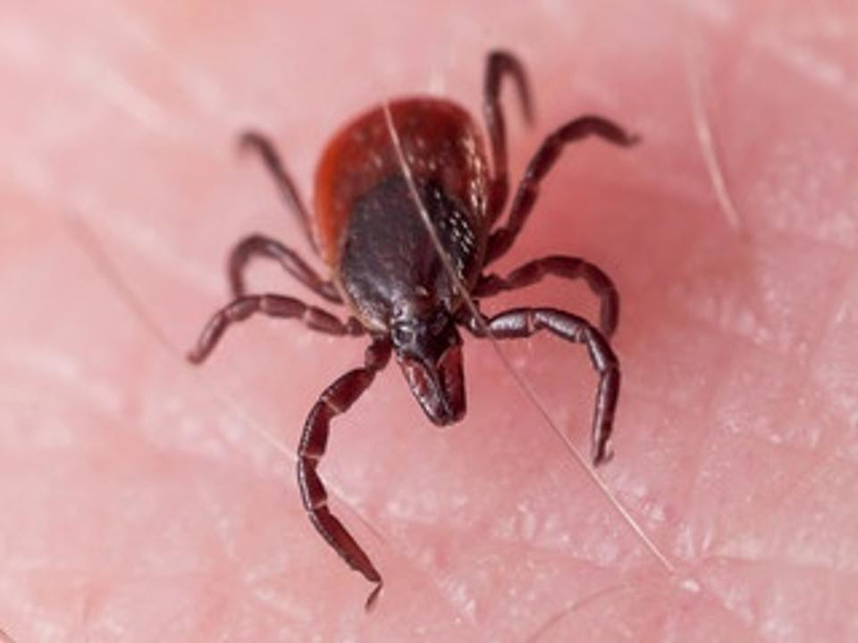 Blacklegged or Deer Tick Crawling on Skin