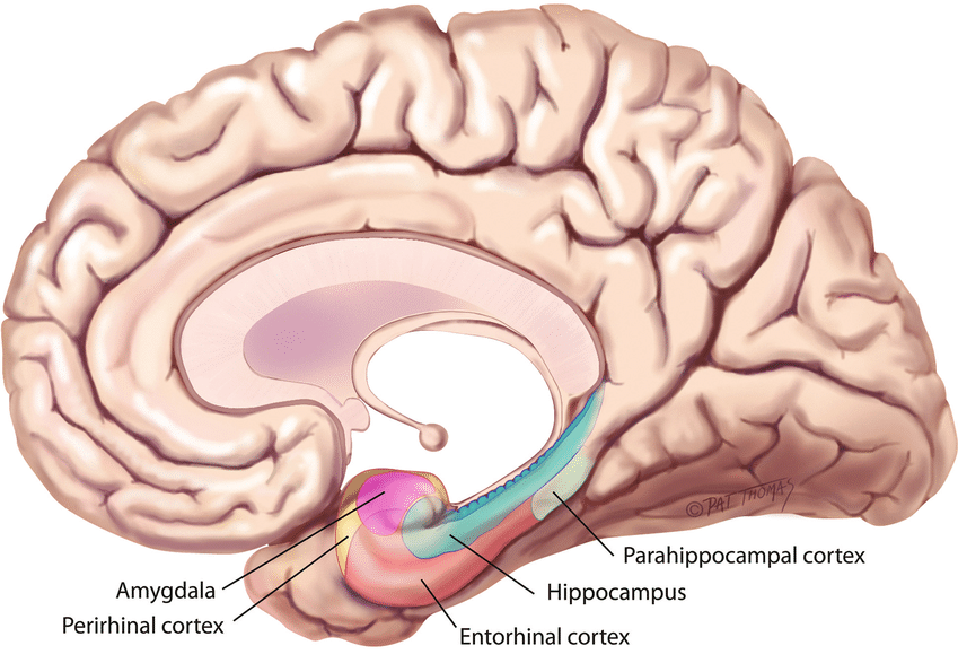 Alzheimer's predominantly affects the Hippocampus and Entorhinal cortex.