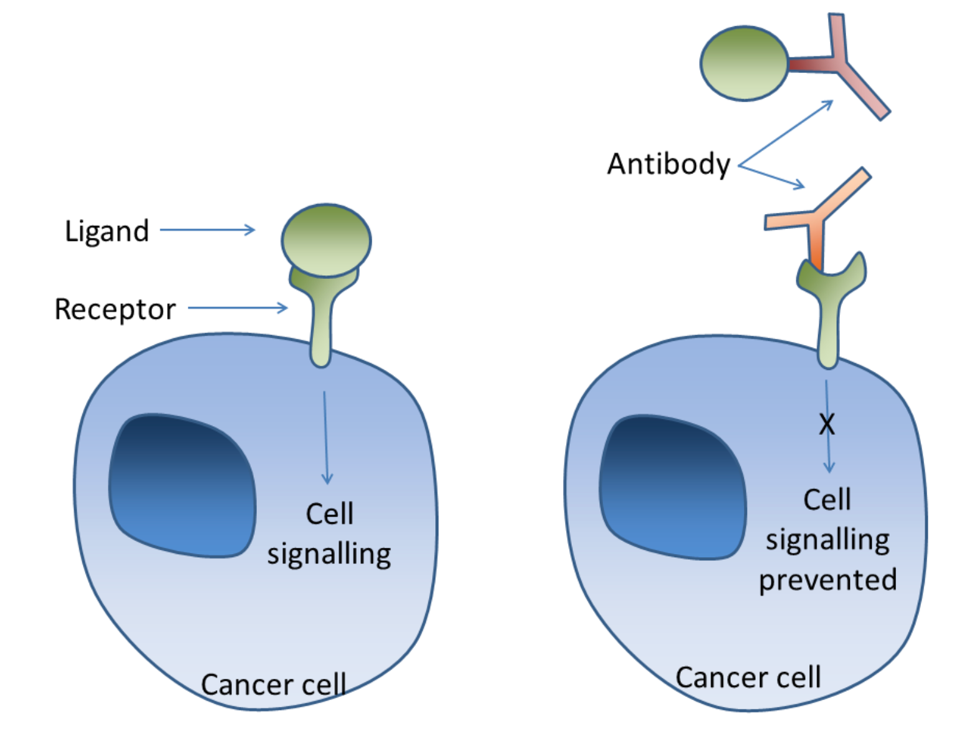 Antibody treatments can be used to block receptors from interacting with their corresponding ligands.