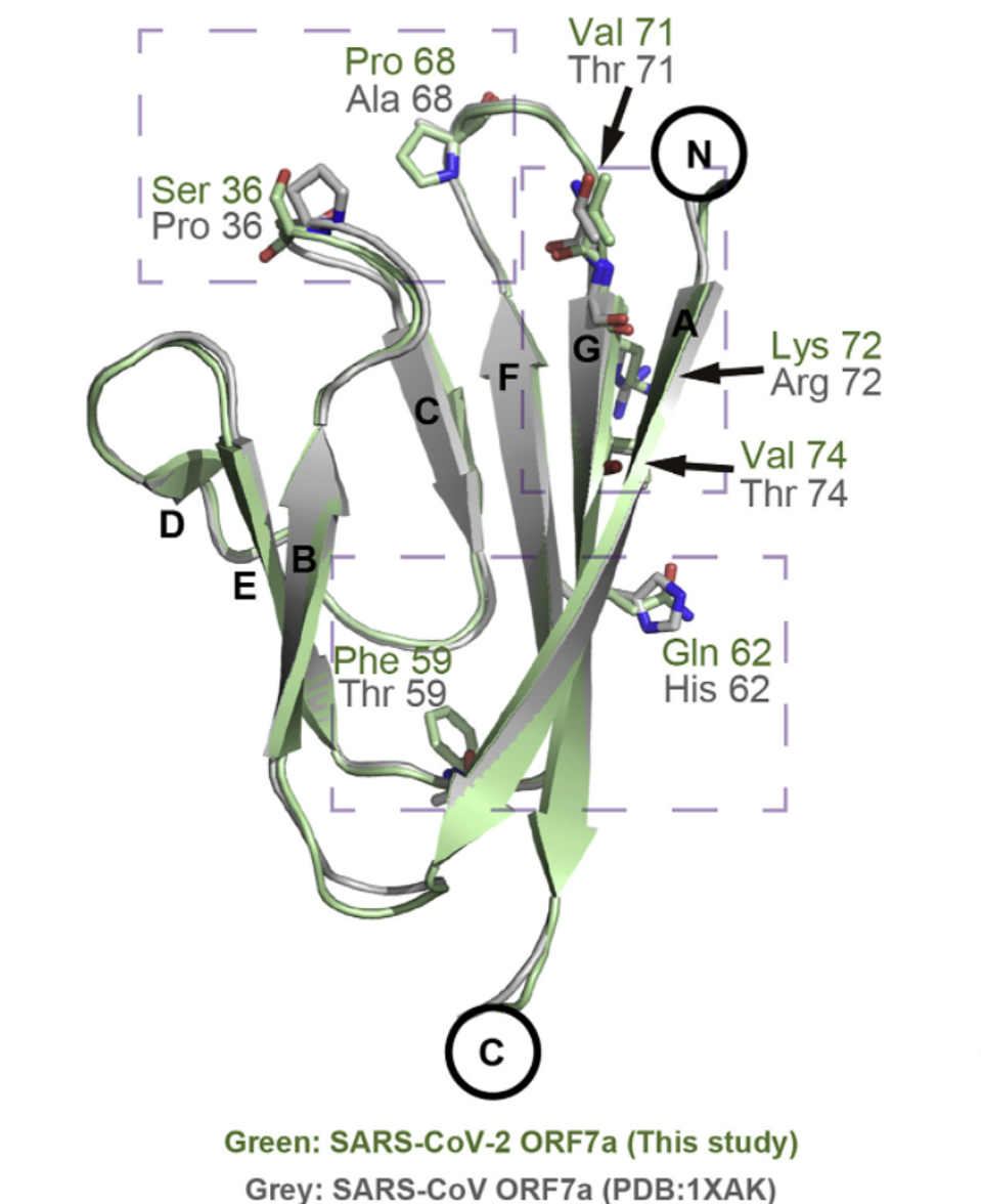 SARS-CoV-2 ORF7A compared to SARS-CoV-1 ORF7A — superimposed.
