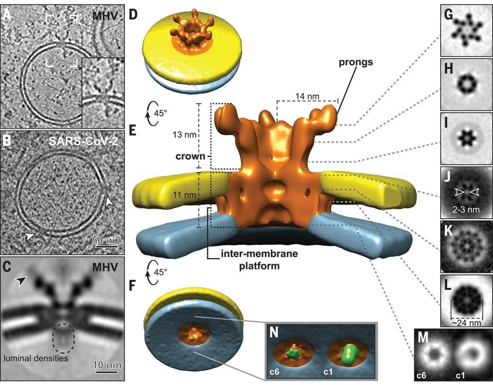Architecture of the molecular pores embedded in DMV membranes.