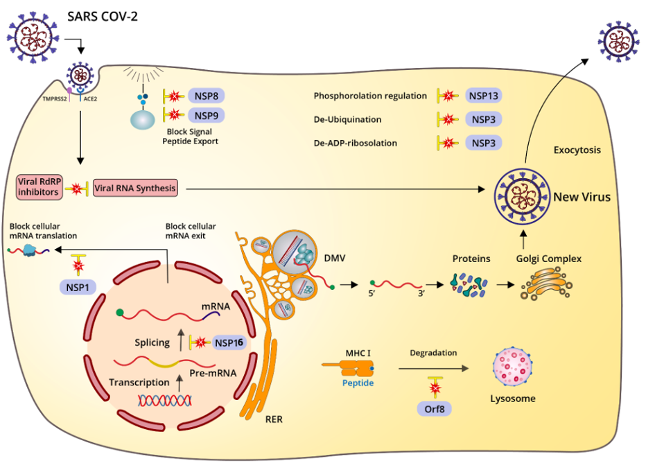 Mechanisms of nonspecific immune suppression