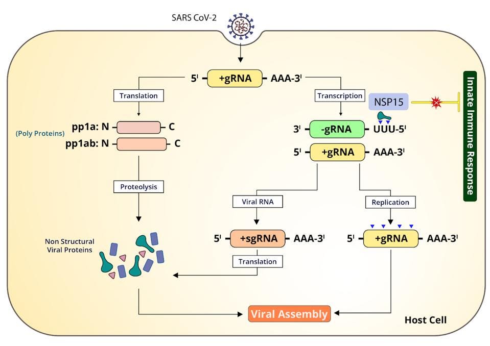 Nsp15 is a central regulator of SARS-CoV-2 RNA processing